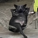 Беспечный Пёс