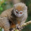 Hapalemur griseus