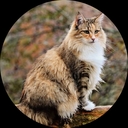 Норвежская Кошка