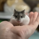 Сибирский Хомяк