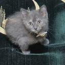 Котейка