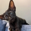 zalina