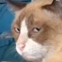 Meow