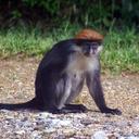 Colobus bad ins gordonorum