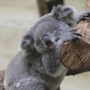Дитеныш Коалы 🐨