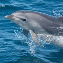 Афалина