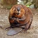 НЕКИЙ БОБЕР