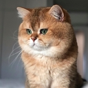 Мишка
