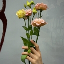 bloom