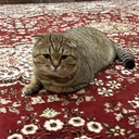 Безликий