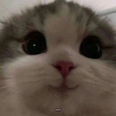 Котёнок