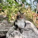 Кошка