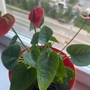 Дальневосточный аист