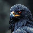 TheEagle