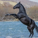 Кабардинский Жеребец