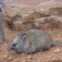 Макдоннелла