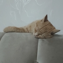 Рыжий Симба