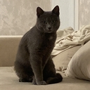Черный колобус