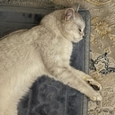 Шиншилла