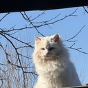 🐈