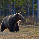 Лесной Медведь