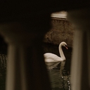 🦢