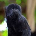 Мармозетка Гёльди