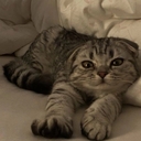 بصمت