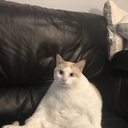 Мяу Мяу