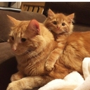 Мама Рыжих Котят