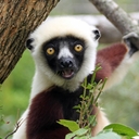 Лемур Кокереля