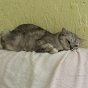 Озерный Дельфин