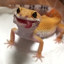 Геккончик