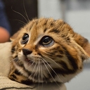 Суматранская кошка