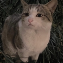 Kot