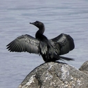 Малый баклан