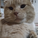 капибара