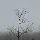 Камила
