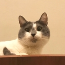 Бенгальский Тигр