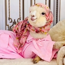 Альпака