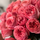 Chiropotes albinasus