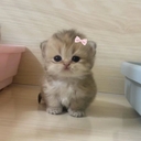 Котик