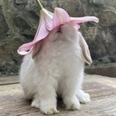 Ш