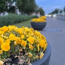 Ситара