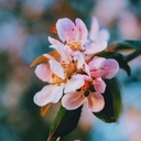 فاطمة