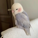 Канарейка