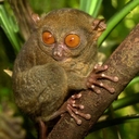 Tarsius bancanus borneanus