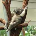 Дитеныш коалы 🐨