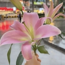 liliya