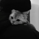 Чёрный Аист